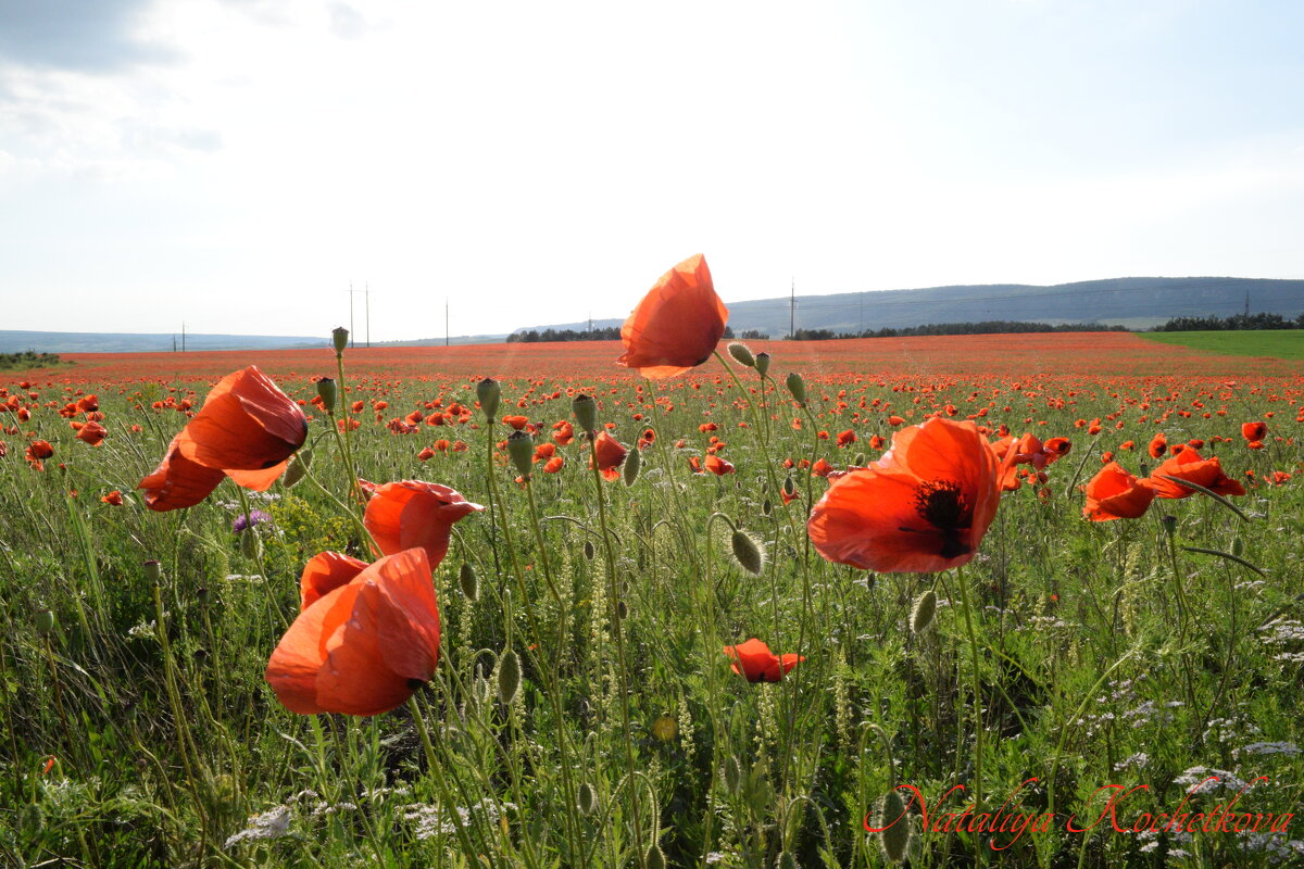 Природа Крыма - Изумительная Космея Природа Крыма - Изумительная Космея