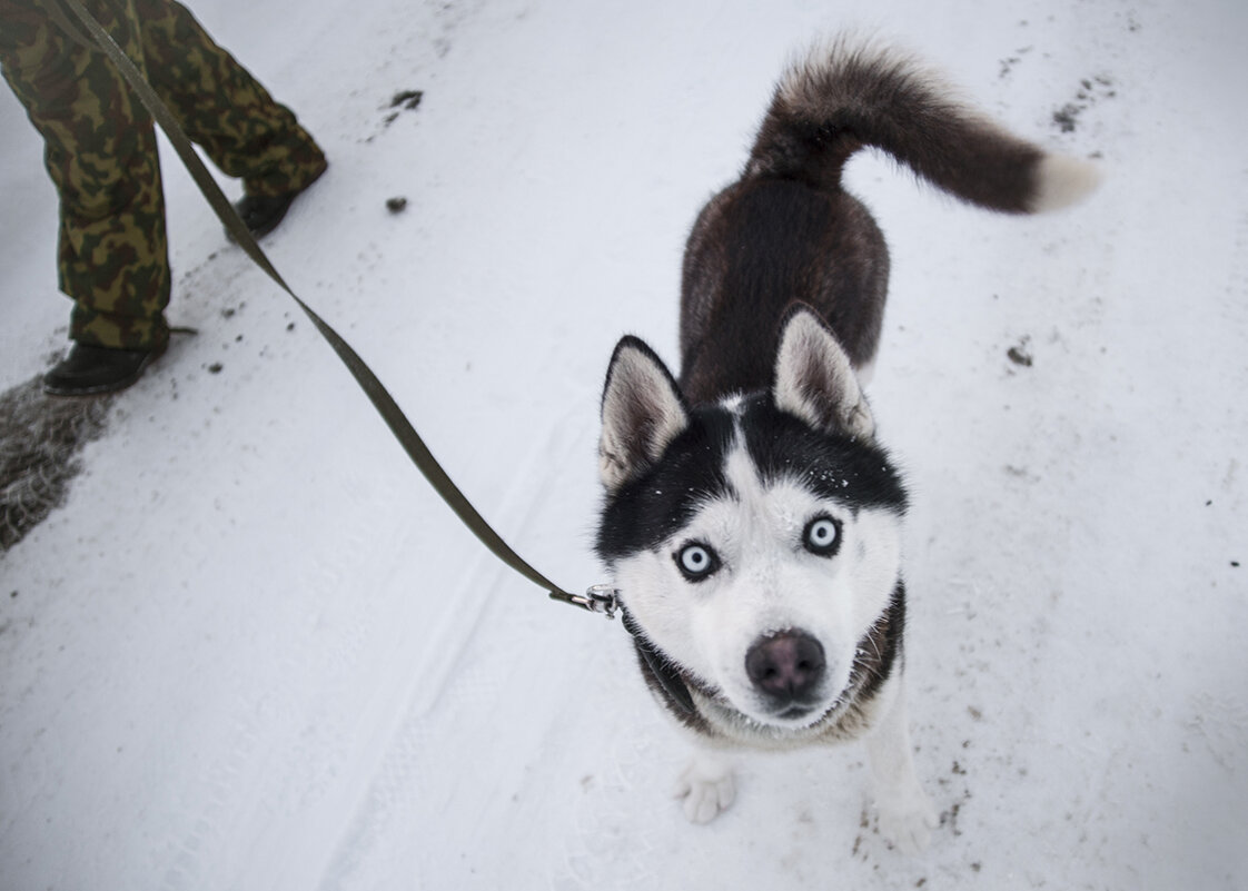 *** - Владимир Носов *** - Владимир Носов