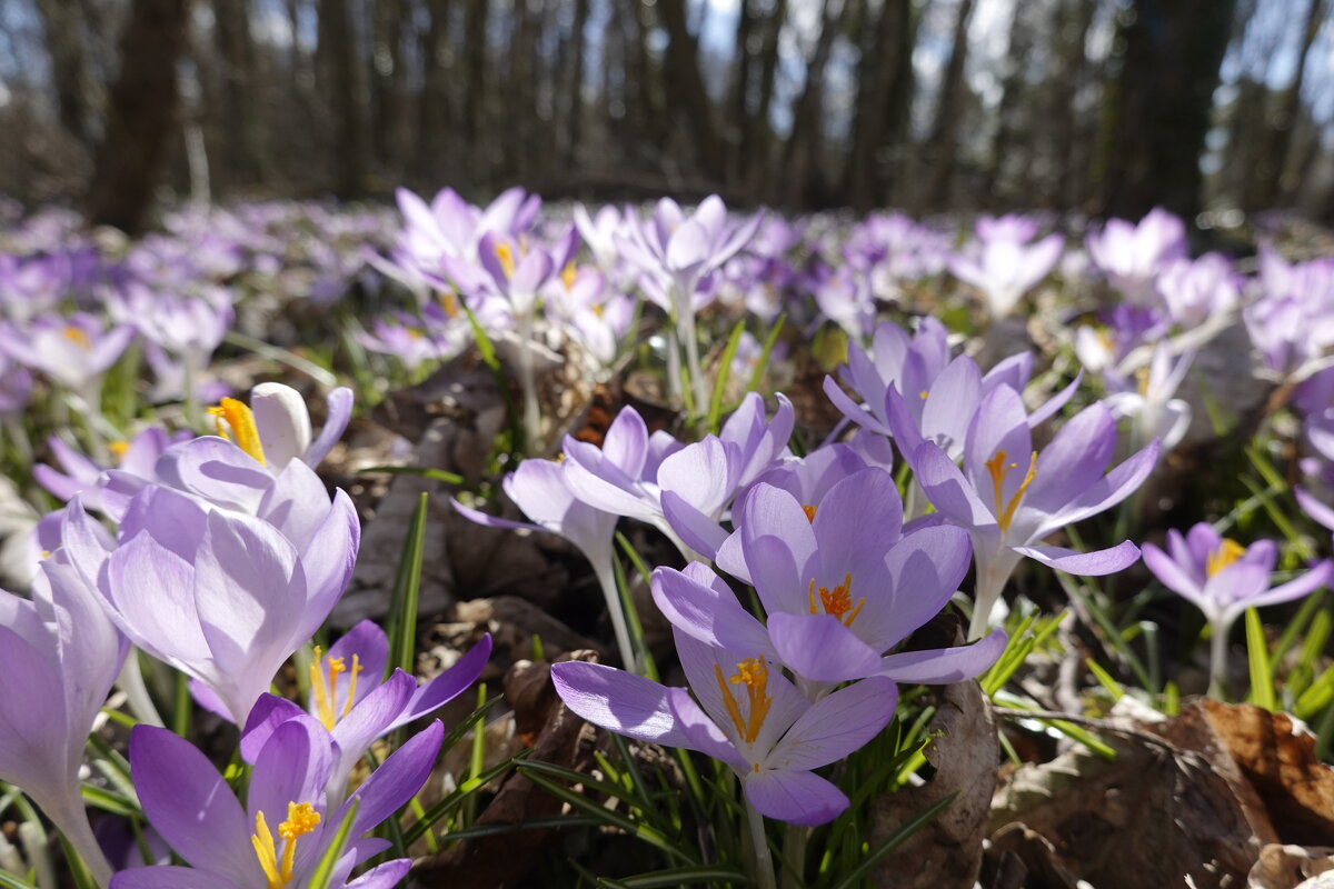 Море цветов... - Галина 