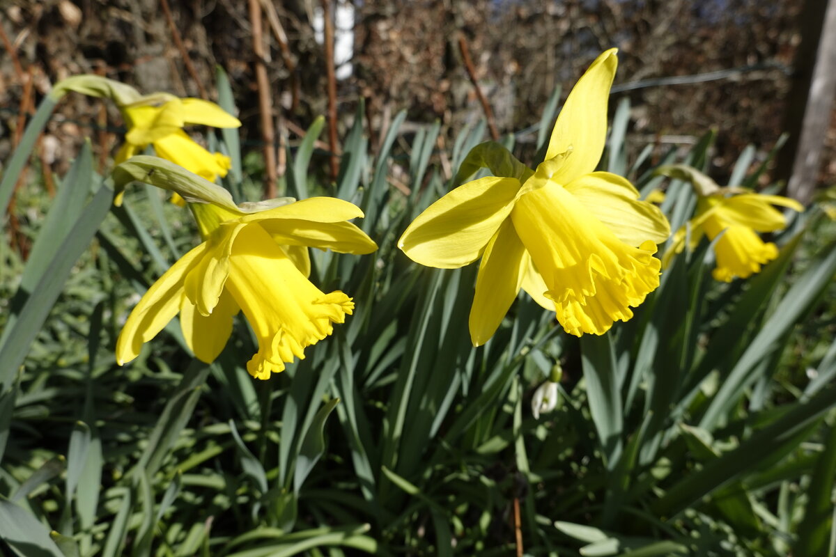 Желтые нарциссы — символ весны, радости и света... - Галина Желтые нарциссы — символ весны, радости и света... - Галина