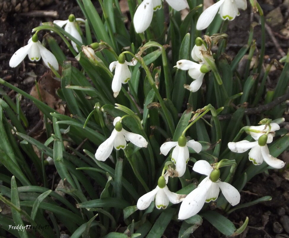 Подснежники - Freddy 97