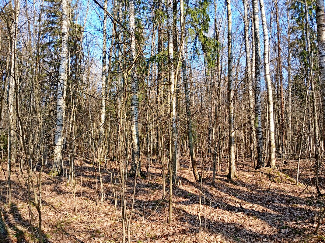 В нашем лесу снега нет! - Лия ☼