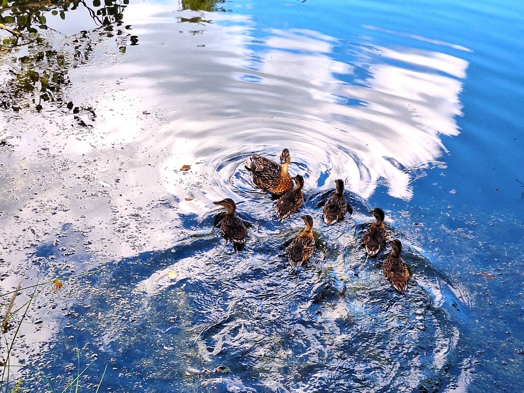 вода - Наталья 