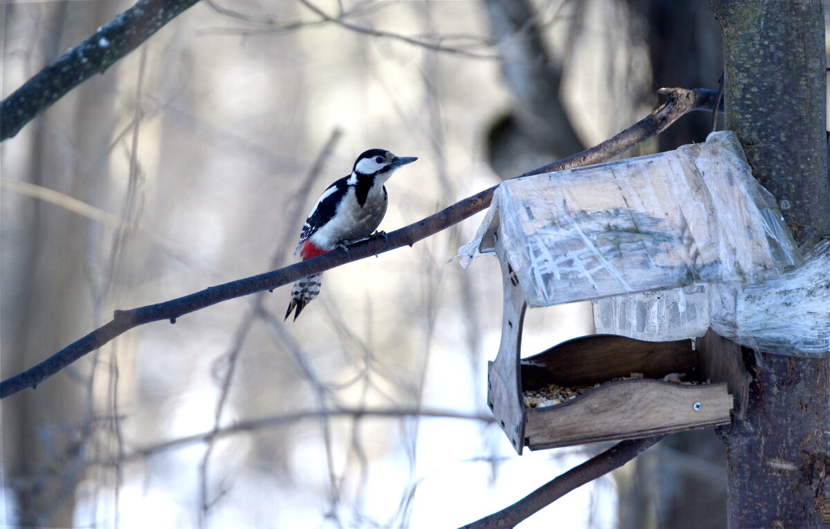 Большой пестрый дятел у кормушки - Сергей Владимирович Егоров Большой пестрый дятел у кормушки - Сергей Владимирович Егоров