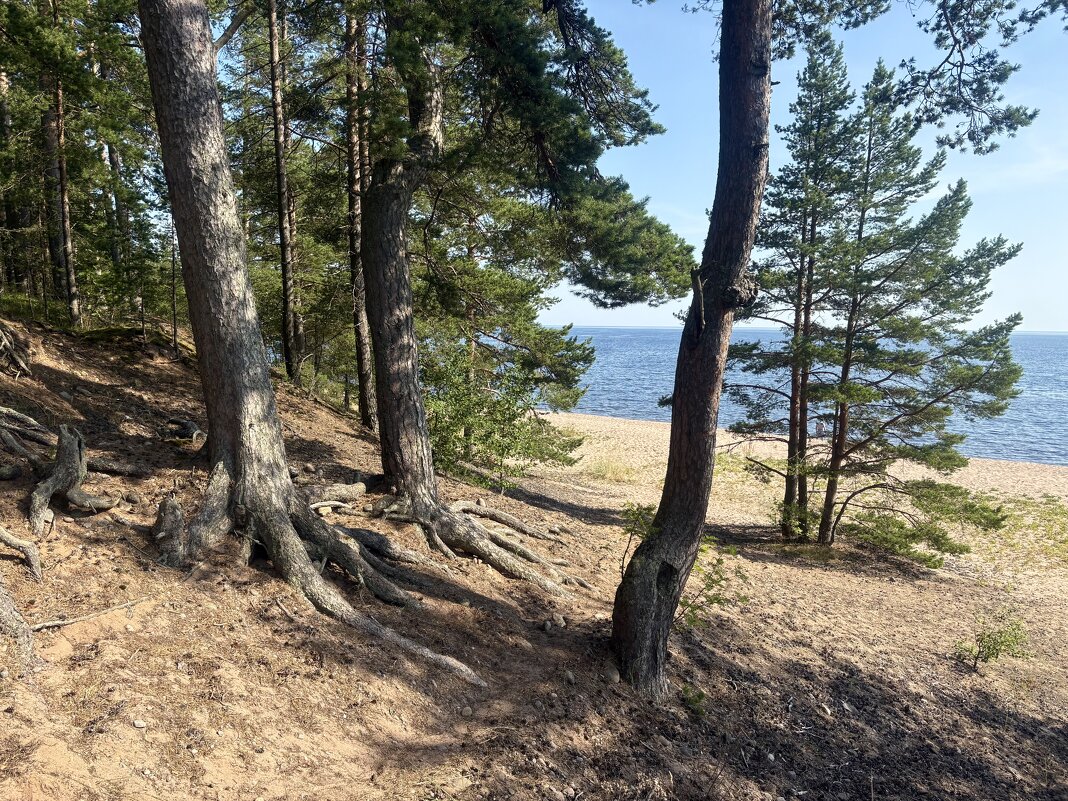 Тихий, уединенный остров Коневец... - Наталия Павлова Тихий, уединенный остров Коневец... - Наталия Павлова