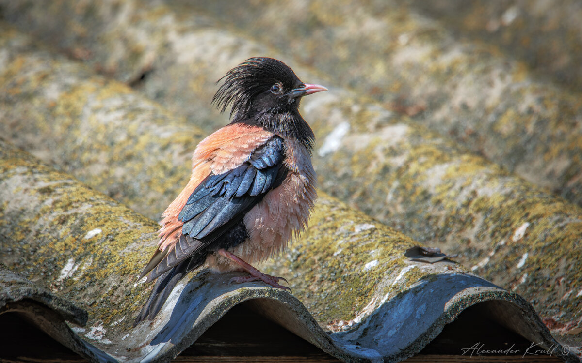 На крыше дома своего... - Александр К.