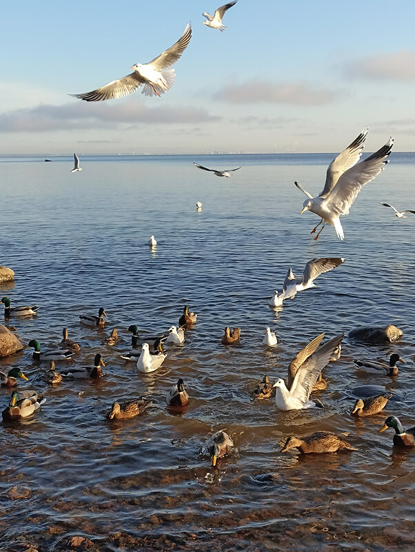Чайки и утки...Финский залив. - Лилия * Чайки и утки...Финский залив. - Лилия *