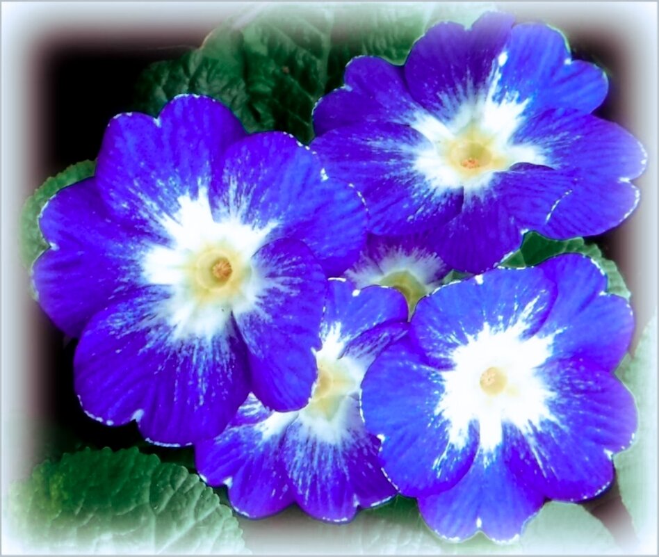 примула - Елена Сухорученкова