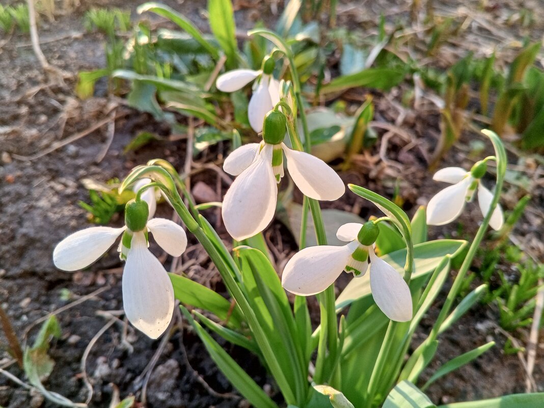 Подснежник - Сапсан 