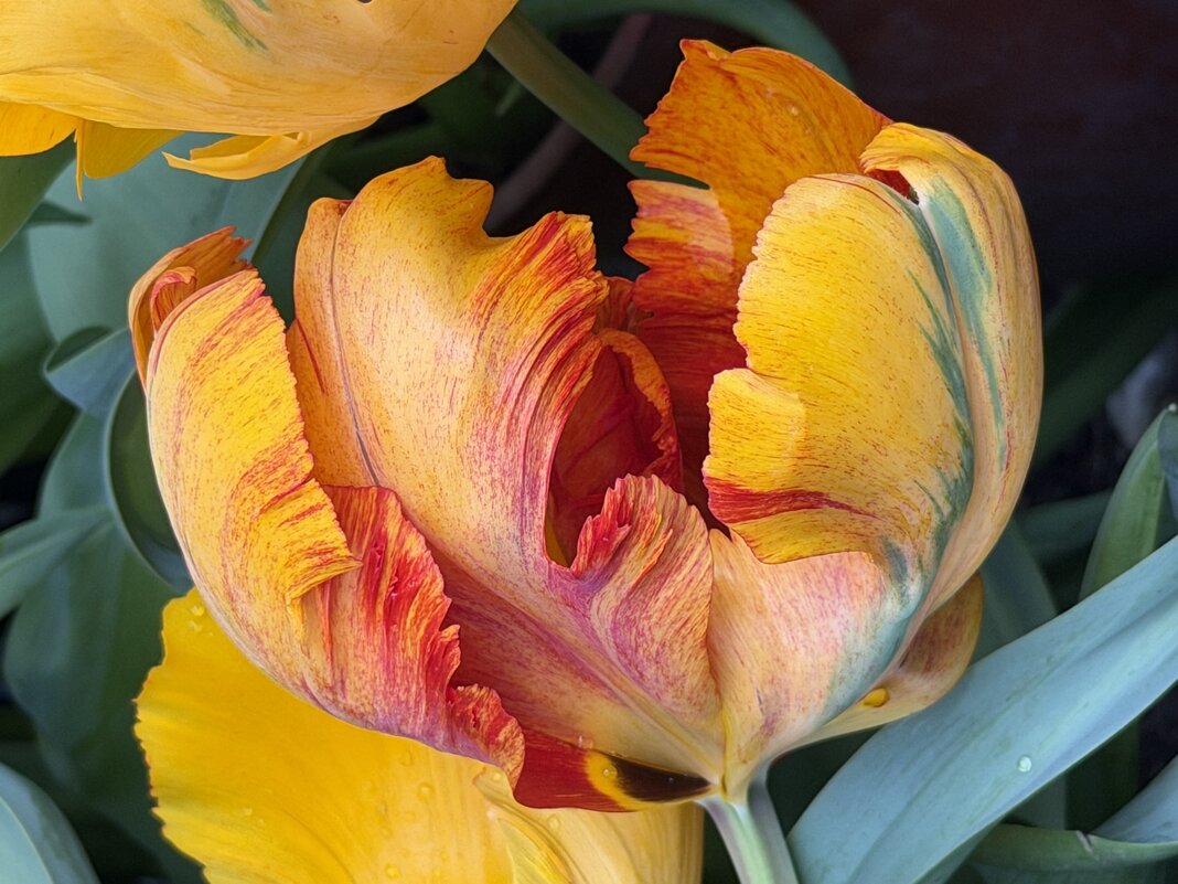 Необыкновенные! - Pippa 