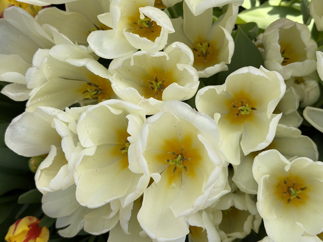 Необыкновенные! - Pippa 