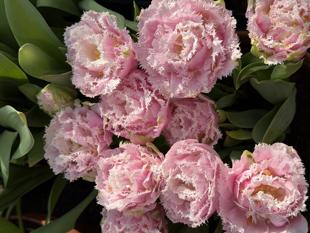 Необыкновенные! - Pippa 