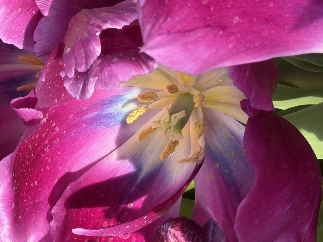 Необыкновенные! - Pippa 