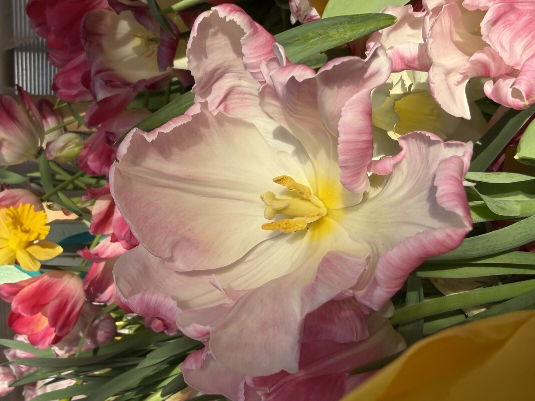 Необыкновенные! - Pippa Необыкновенные! - Pippa