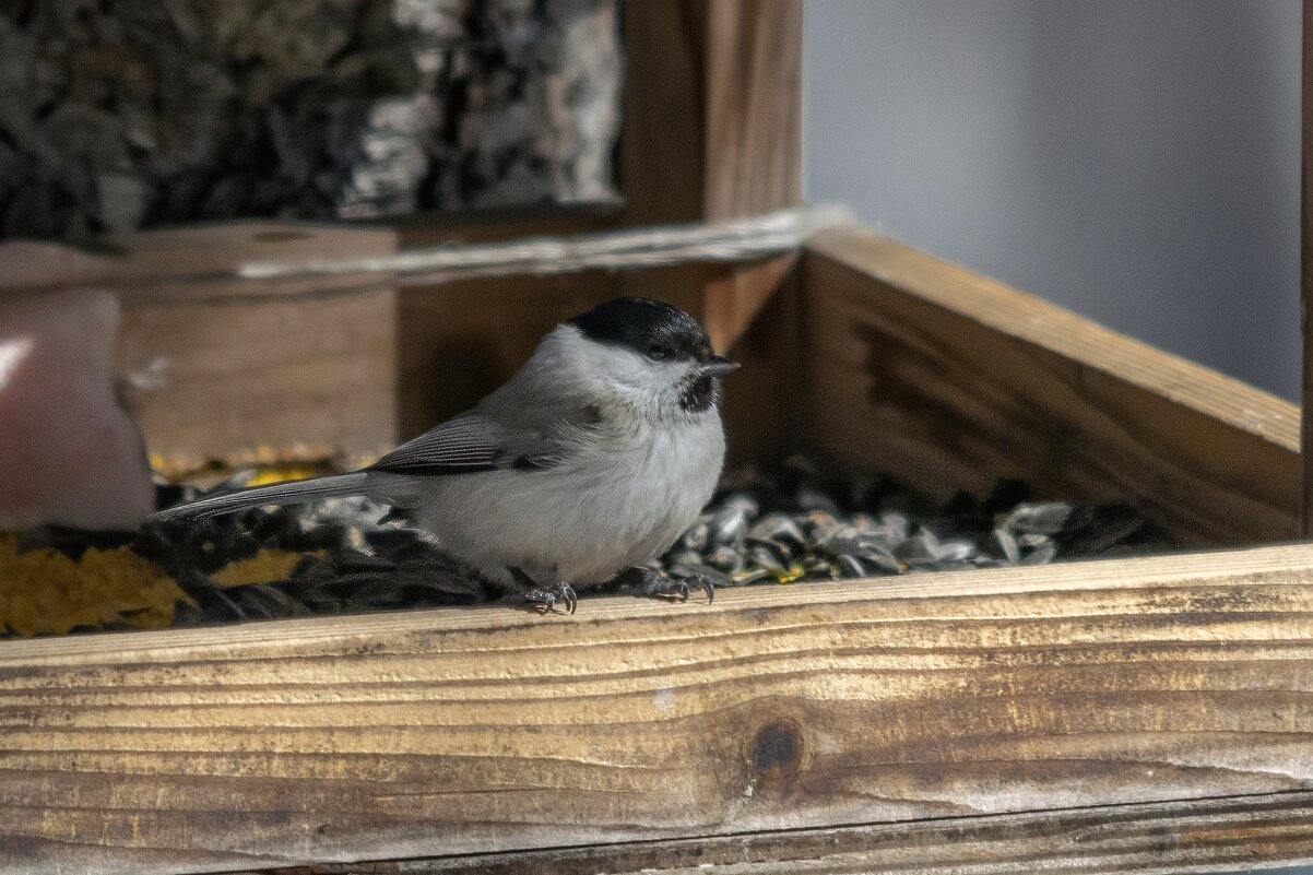 *** - Виктор Иванович Чернюк *** - Виктор Иванович Чернюк