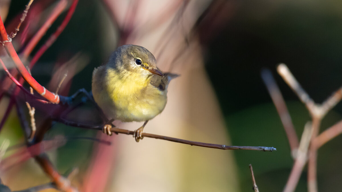 Теплым осенним вечером - Владимир Лазарев Теплым осенним вечером - Владимир Лазарев