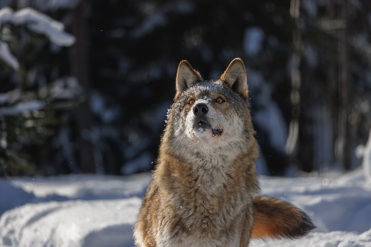 Мечтатель - Sergey38 