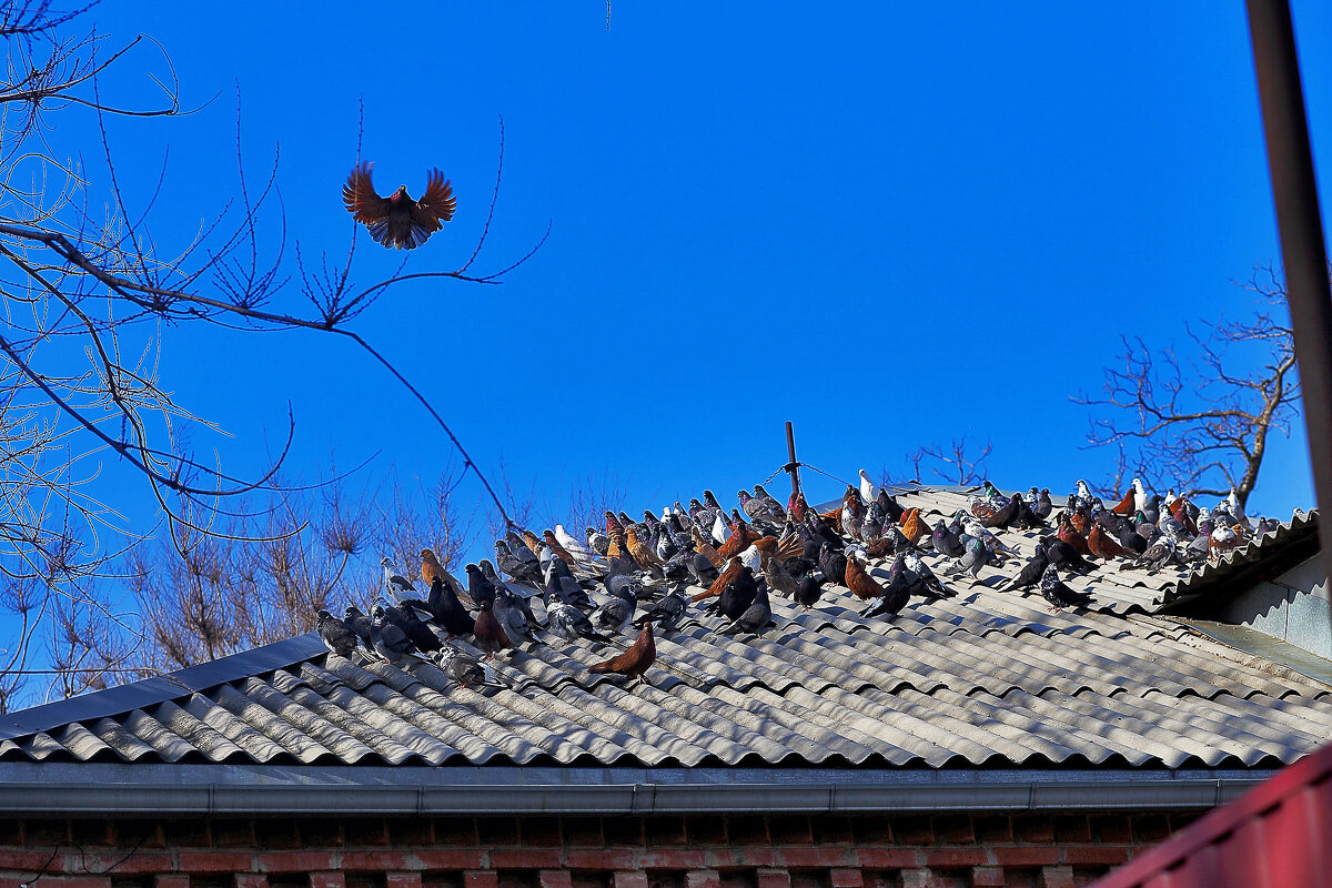 стая - Юрий Гайворонскiий стая - Юрий Гайворонскiий