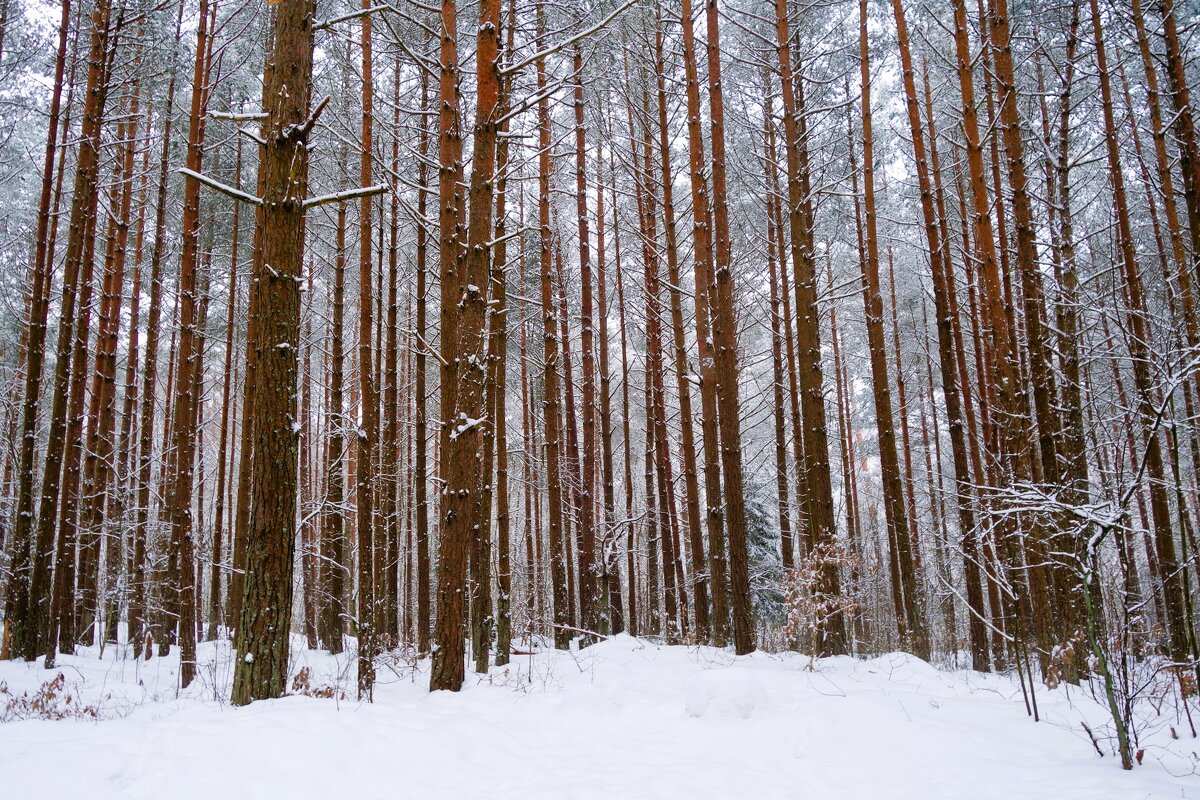 Зимний лесопарк, Светлогорск - Рита Симонова Зимний лесопарк, Светлогорск - Рита Симонова