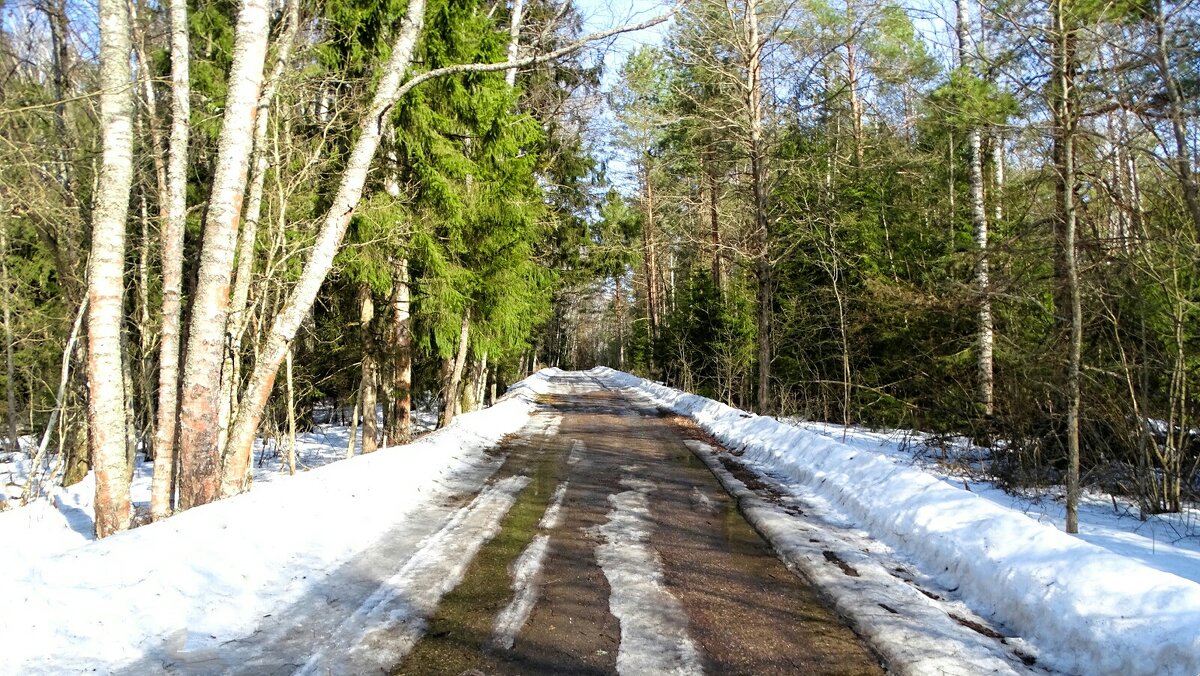 Весенний лес. - Милешкин Владимир Алексеевич Весенний лес. - Милешкин Владимир Алексеевич