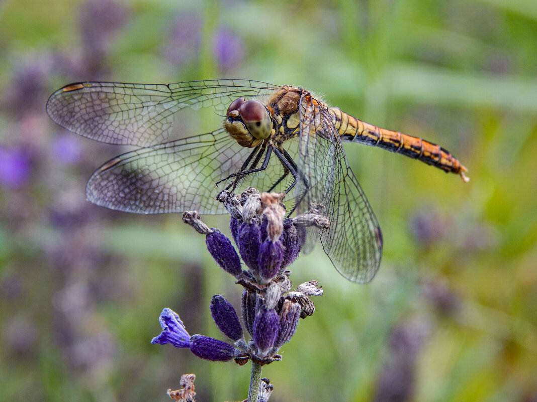 Стрекоза- подранок - Александр Ковальчук
