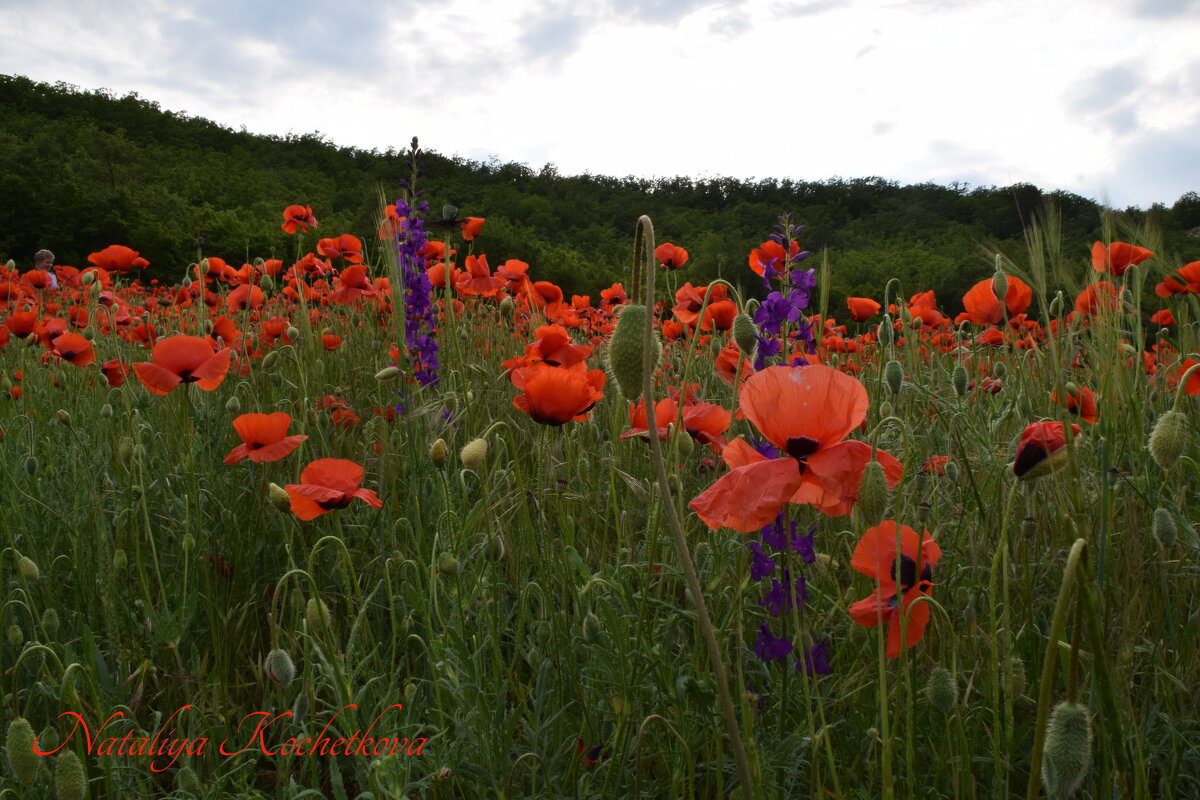 Природа Крыма - Изумительная Космея