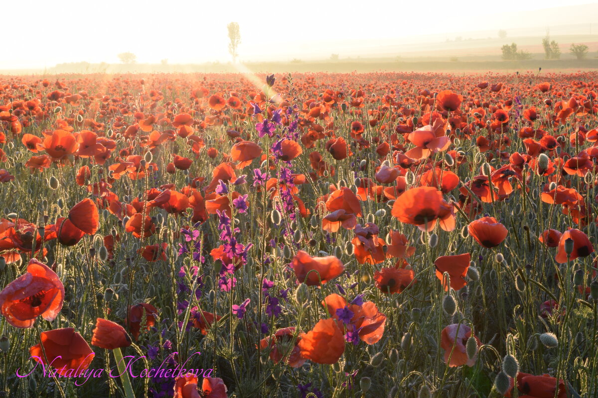 Природа Крыма - Изумительная Космея