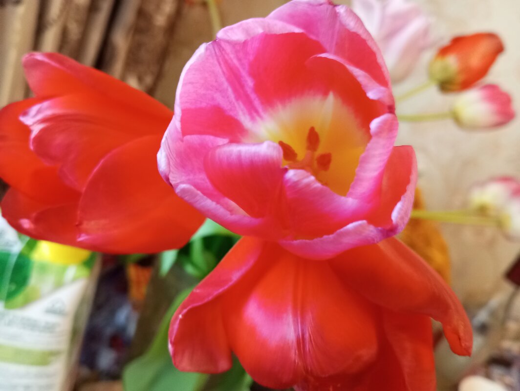 Тюльпаны - Елена Семигина