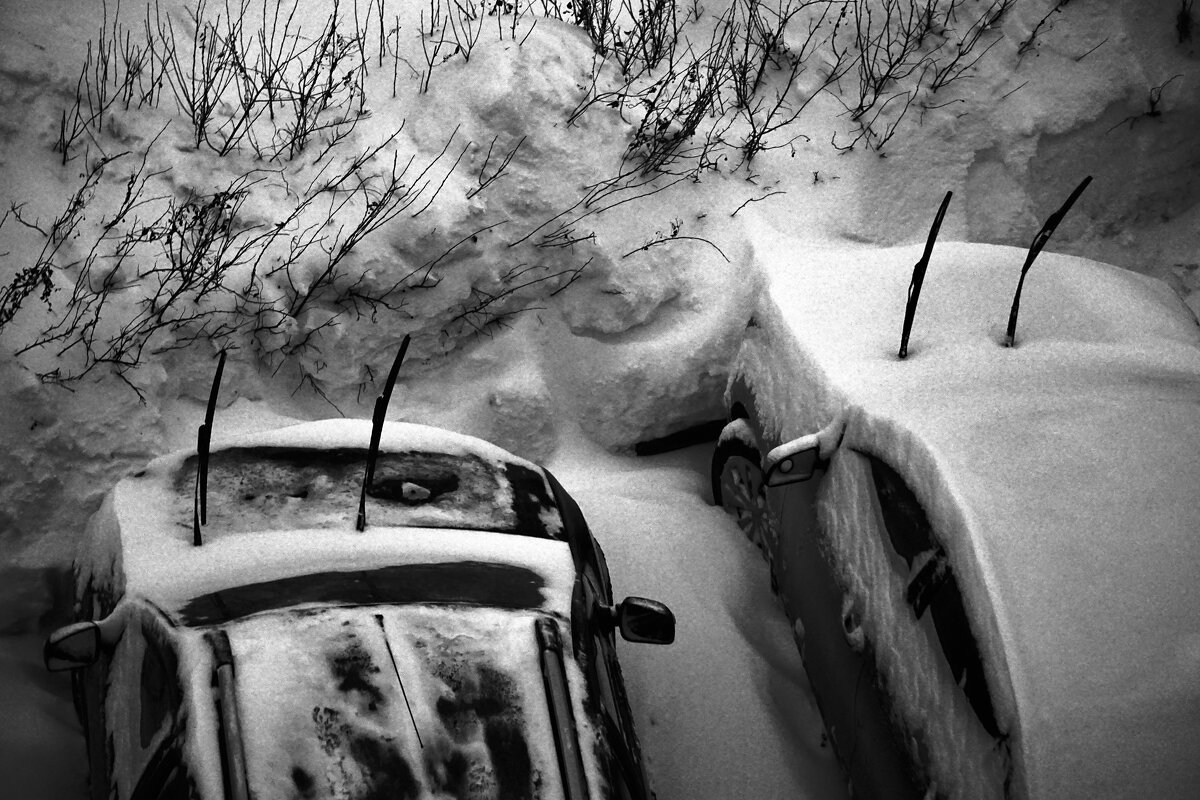 в  дремучих  кустах - Дмитрий Потапов