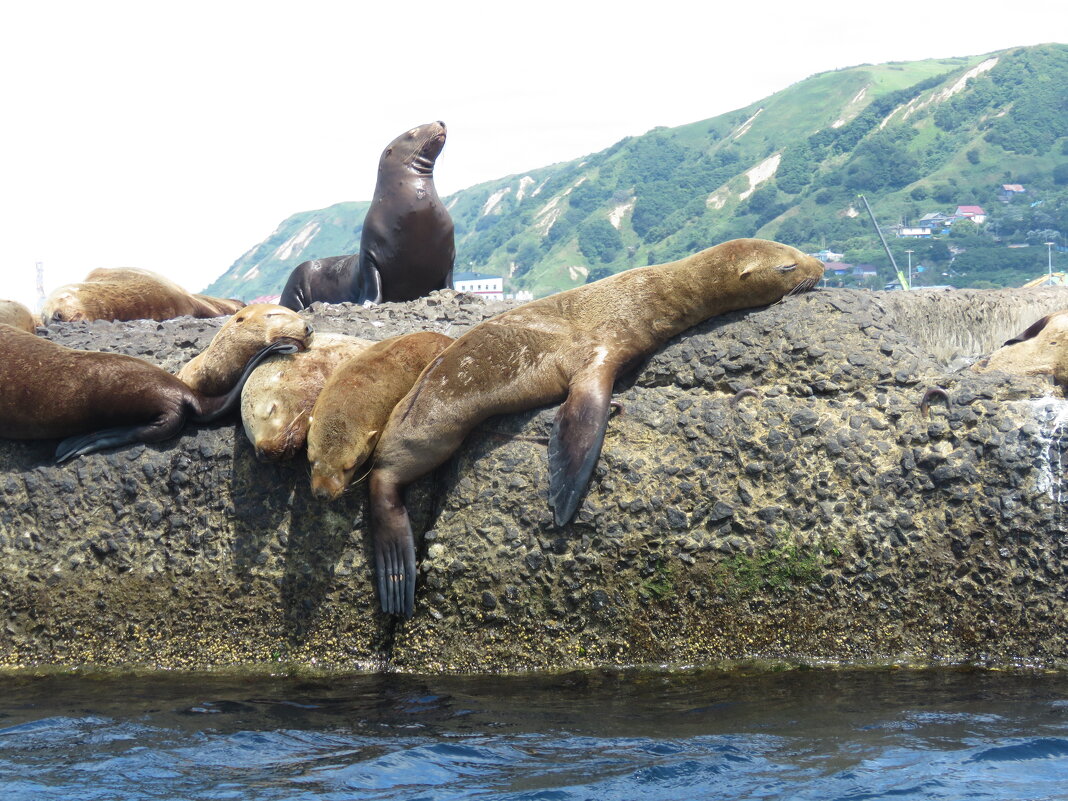 Сивучи в релаксе - ИРЭН@ . Сивучи в релаксе - ИРЭН@ .