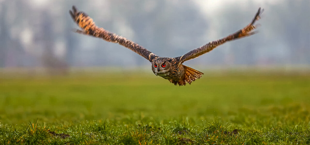 Филин - Aleksey Afonin