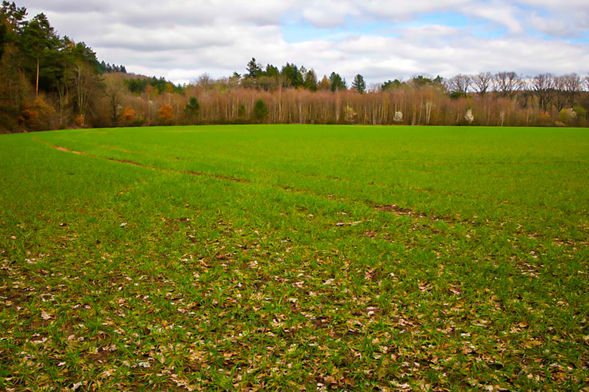 Зазеленело поле.Март. - Lucy Schneider 