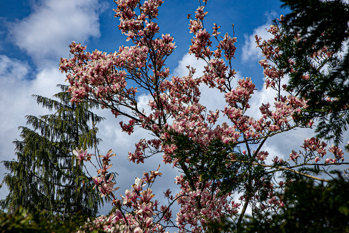Магнолия зацветает. - Lucy Schneider Магнолия зацветает. - Lucy Schneider