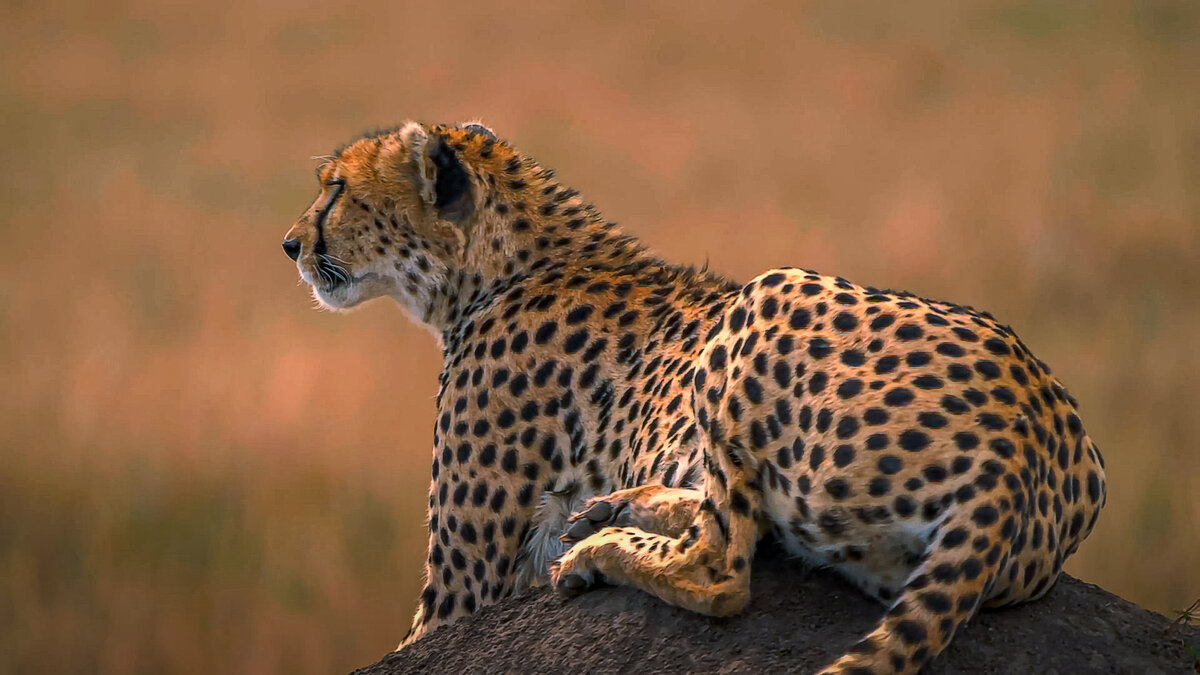 Гепард - Aleksey Afonin