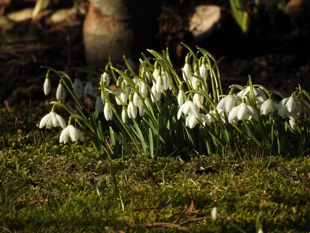 весна - ИННА ПОРОХОВА