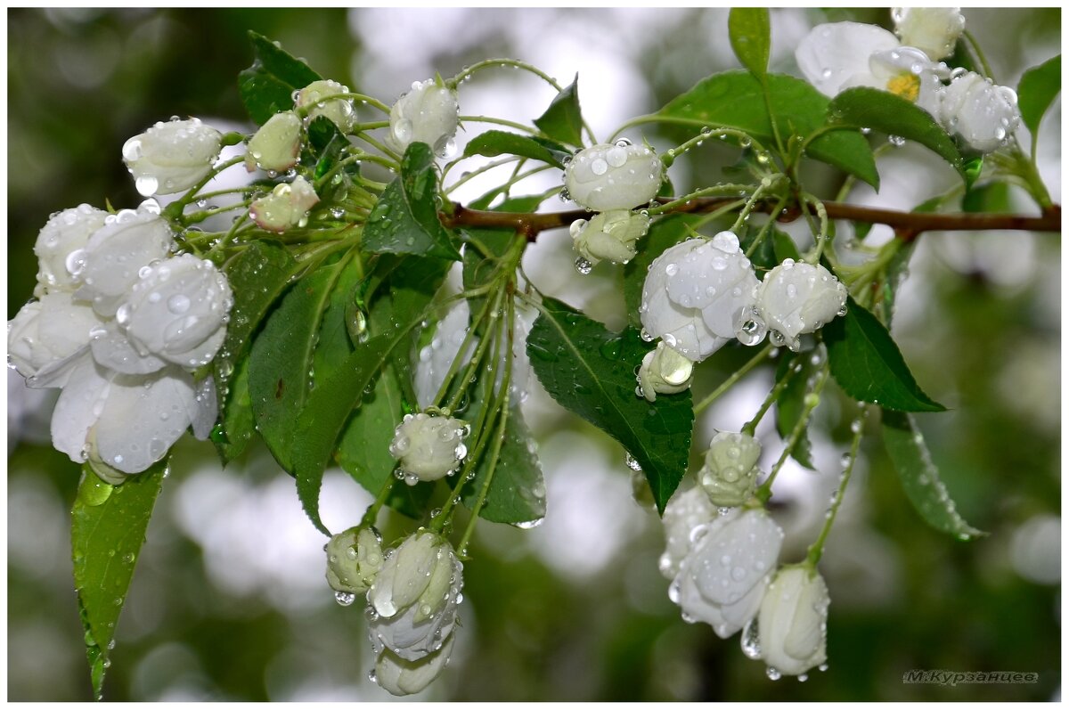 После дождя. - Михаил Курзанцев