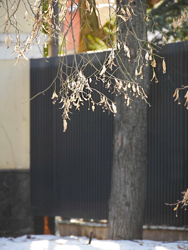 Свет весенний - Наталья Rosenwasser