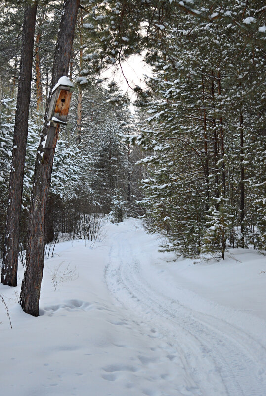 Путь в тишину - Анастасия 