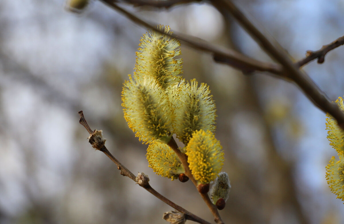 Весна - краснов юрий 