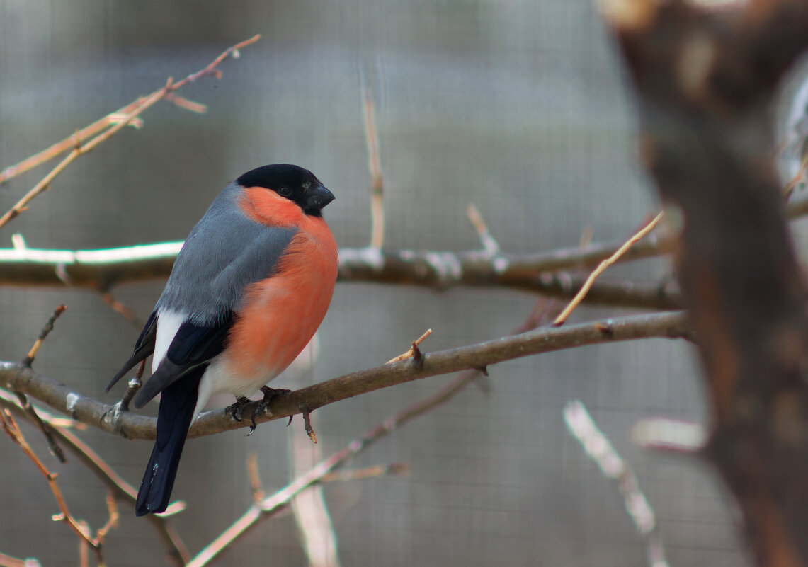 Ну разве не хорош?!! - Вячеслав Алтай