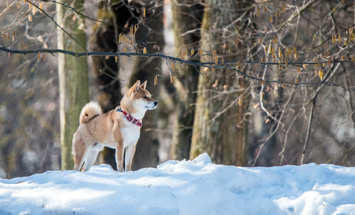 *** - Владимир Безбородов