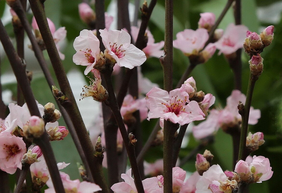 Южная весна - ZNatasha - Южная весна - ZNatasha -