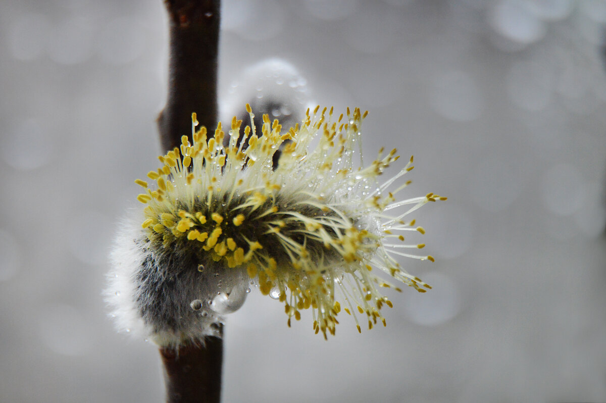 *** - Надежда Куркина *** - Надежда Куркина