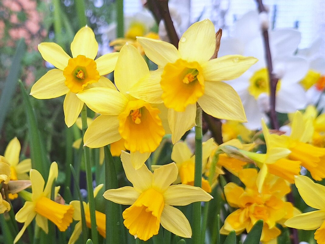 Нарциссы - Наталья 