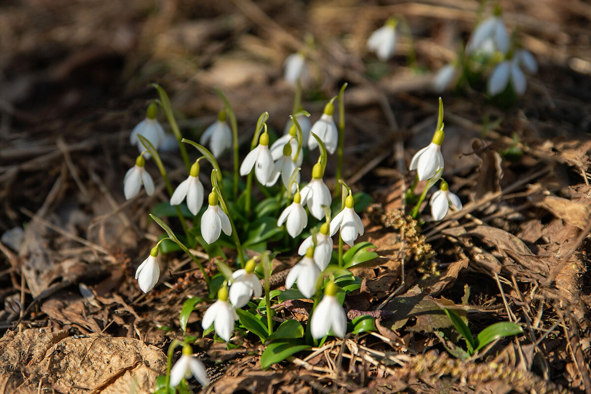 Подснежники. - Дина Евсеева Подснежники. - Дина Евсеева