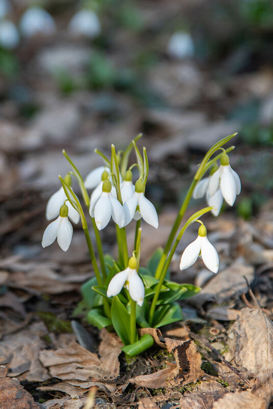 Первоцветы. Подснежники. - Дина Евсеева