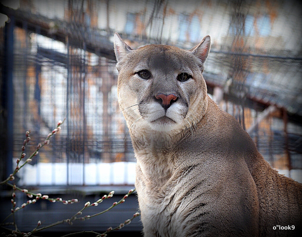 редкие животные в городе - Олег Лукьянов редкие животные в городе - Олег Лукьянов