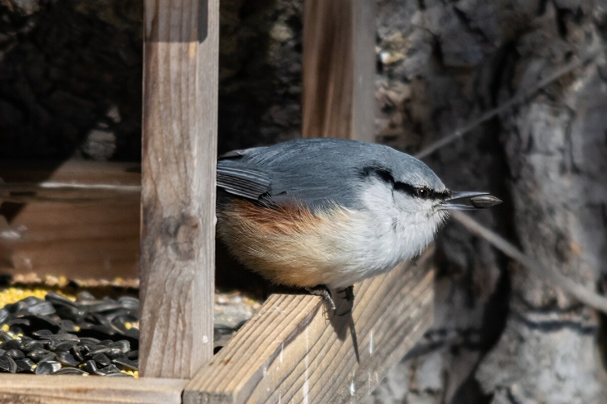 Поползень - Виктор Иванович Чернюк