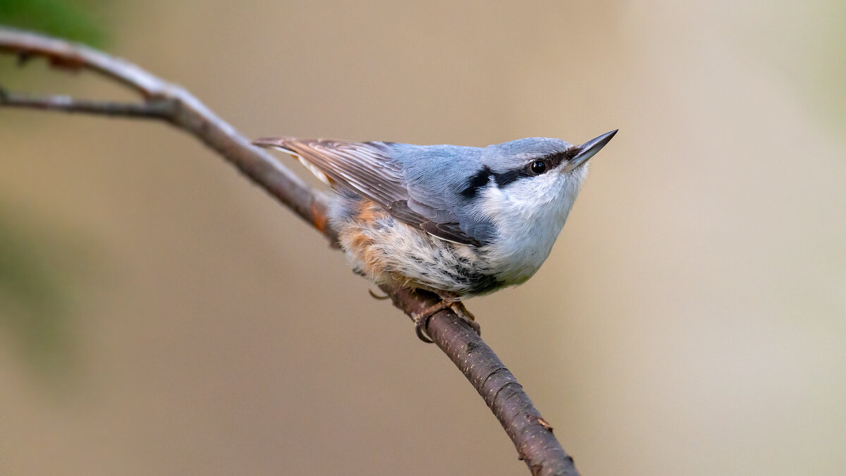 Поползень - Владимир Лазарев