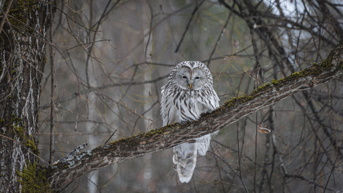 Длиннохвостая неясыть. - Вадим Басов Длиннохвостая неясыть. - Вадим Басов